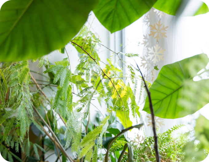 事務所の観葉植物